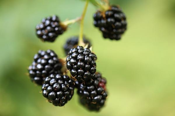 Brombeere Chester Thornless - Rubus fruticosus