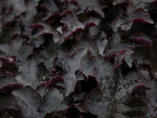 Purpurglöckchen Heuchera - micrantha 'Molly Bush'***