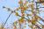 Chinesische Winterblüte - Chimonanthus praecox