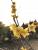 Chinesische Winterblüte - Chimonanthus praecox