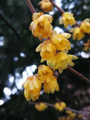 Chinesische Winterblüte - Chimonanthus praecox