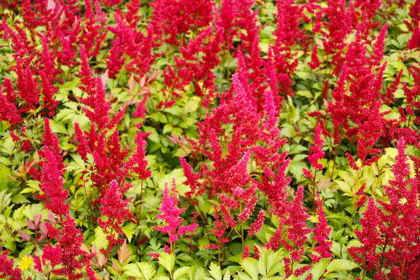 Prachtspiere Astilbe  - simplicifolia 'Rosea'