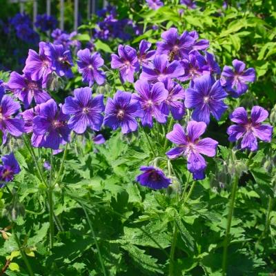 Storchenschnabe Geranium - magnificum 'Rosemoor'