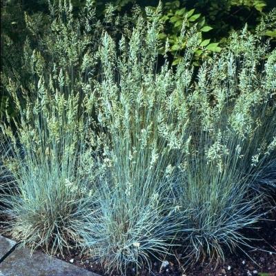 Festuca ( Blauschwingel ) - cinerea 'Bofinger'