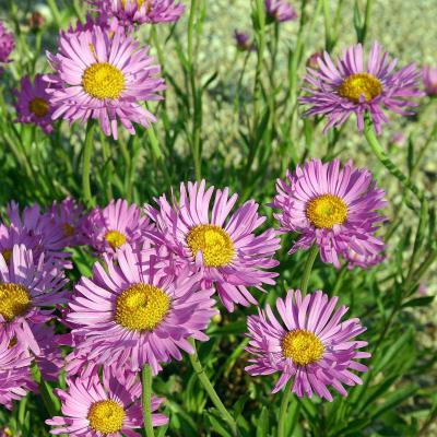 Aster - alpinus 'Happy End'