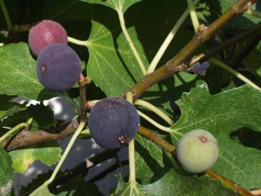 Feigenbaum - 'Napolitana' Ficus carica