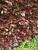 Blutbuche - Fagus sylvatica "Atropurpurea" Wurzelnackt, 3 jährig 60 - 80 cm