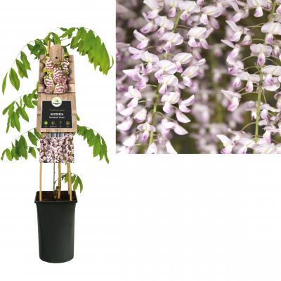 Rosa Japanischer Blauregen Wisteria Floribunda Rosea Online Kaufen