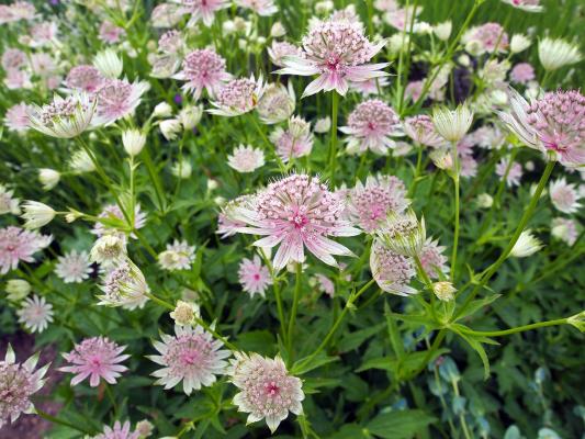 Sterndolde Astrantia - major rose