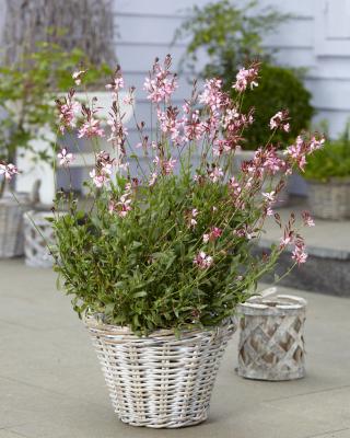 Prachtkerze Gaura - lindheimeri 'Siskiyou Pink'