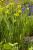 gelbe Sumpfschwertlilie Iris pseudacorus