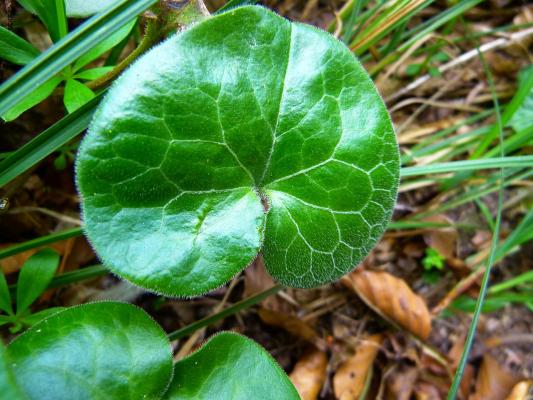 Haselwurz Asarum - europaeum