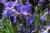 Schwertlilie Iris - sibirica 'Annick'