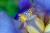 Schwertlilie Iris - sibirica 'Annick'
