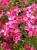 Flammenblume Phlox - subulata 'Scarlet Flame'