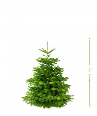 Weihnachtsbaum Nordmann Premium Qualität - frisch geschlagen 100 - 125  cm