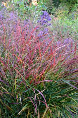 Panicum ( Zierhirse ) - virgatum 'Hänse Herms'