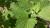 Katzenminze Nepeta - grandiflora 'Zinser s Giant'