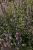 Katzenminze Nepeta - grandiflora 'Zinser s Giant'