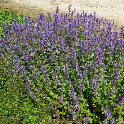 Katzenminze Nepeta - grandiflora 'Zinser s Giant'