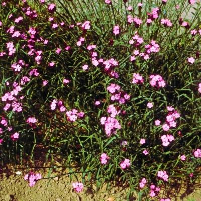 Heidenelke Dianthus - carthusianorum