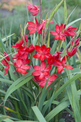 Sumpfspaltgriffel rot Schizostylis coccinea "Major"