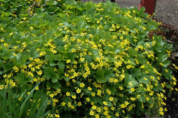 Waldsteinie Waldsteinia ternata Dreiblatt-Golderdbeere