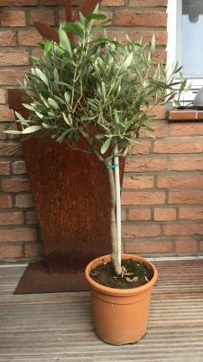 Olivenbaum Stämmchen winterhart Olea Europaea