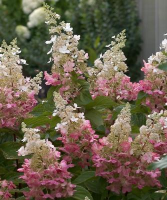 Rispenhortensie 'Pinky Winky' ® - Hydrangea paniculata