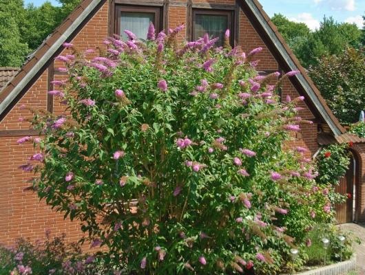 Sommerflieder 'Pink Delight' - Buddleja davidii