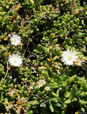 Stauden-Mittagsblume - x cultorum 'Graaf Reinet'