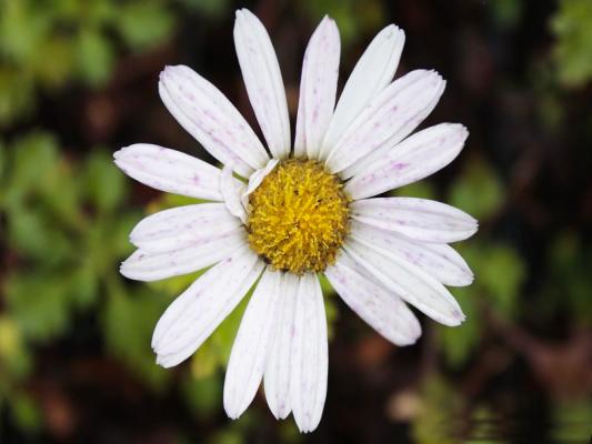 Grönland-Margerite Dendranthema - arcticum 'Roseum'