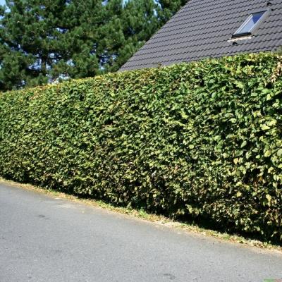 Hainbuche Weißbuche Hecke Carpinus betulus online kaufen