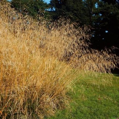 Deschampsia ( Waldschmiele ) - cespitosa 'Bronzeschleier'