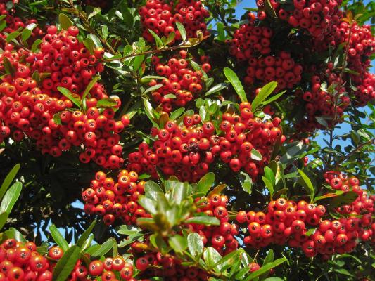 Feuerdorn 'Red Column Pyracantha coccinea