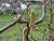 Korkenzieherhasel - Corylus avellana Contorta