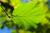 Korkenzieherhasel - Corylus avellana Contorta