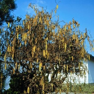 Korkenzieherhasel - Corylus avellana 'Contorta'