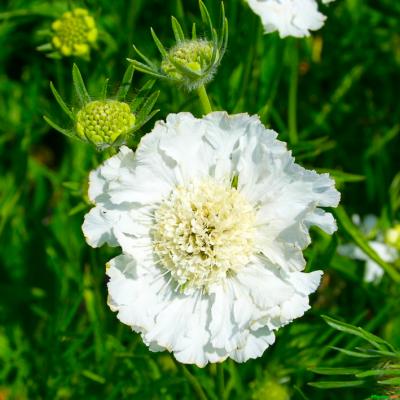 Skabiose Scabiosa  - caucasica 'Perfecta Alba'