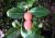 Natal-Pflaume carissa grandiflora