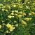 Schafgarbe Achillea - filipendulina 'Cloth of Gold'