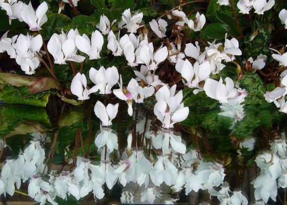 Alpenveilchen - hederifolium 'Perlenteppich'
