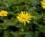 Gemswurz Doronicum - orientale 'Magnificum'