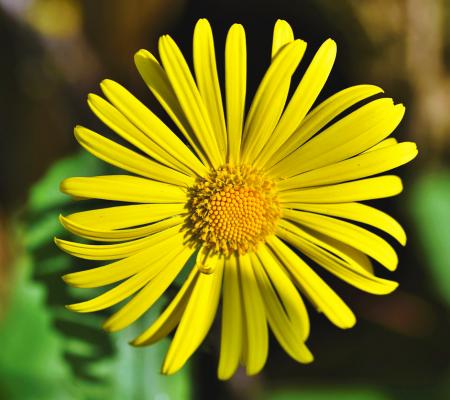 Gemswurz Doronicum - orientale 'Magnificum'