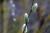 Hängende Kätzchenweide 'Kilmarnock' - Salix caprea