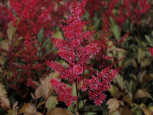 Prachtspiere Astilbe  - japonica 'Obergärtner Jürgens'