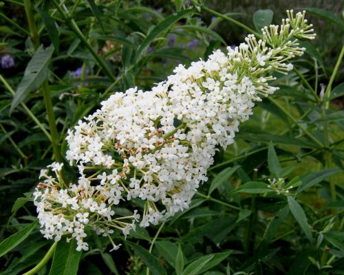 Sommerflieder Snow white - Buddleja dav. 'Snow White'