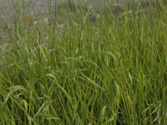 Festuca ( Blauschwingel ) - gigantea