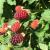 Brombeere 'Tayberry' - Rubus fruticosus