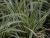 Carex  ( Segge ) - conica 'Snowline'